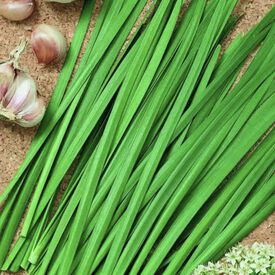 Garlic Geisha, Chive Seeds
